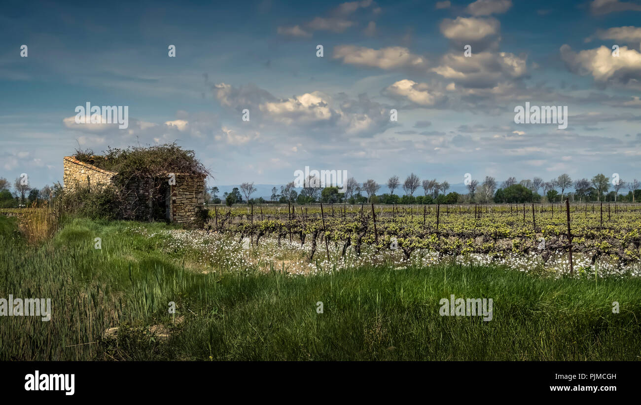 vineyard in spring with new leaves at Coursan Stock Photo