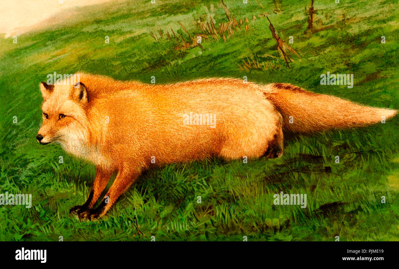 Kadiak (Kodiak) Fox - Vulpes Harrimani, circa 1900 Stock Photo