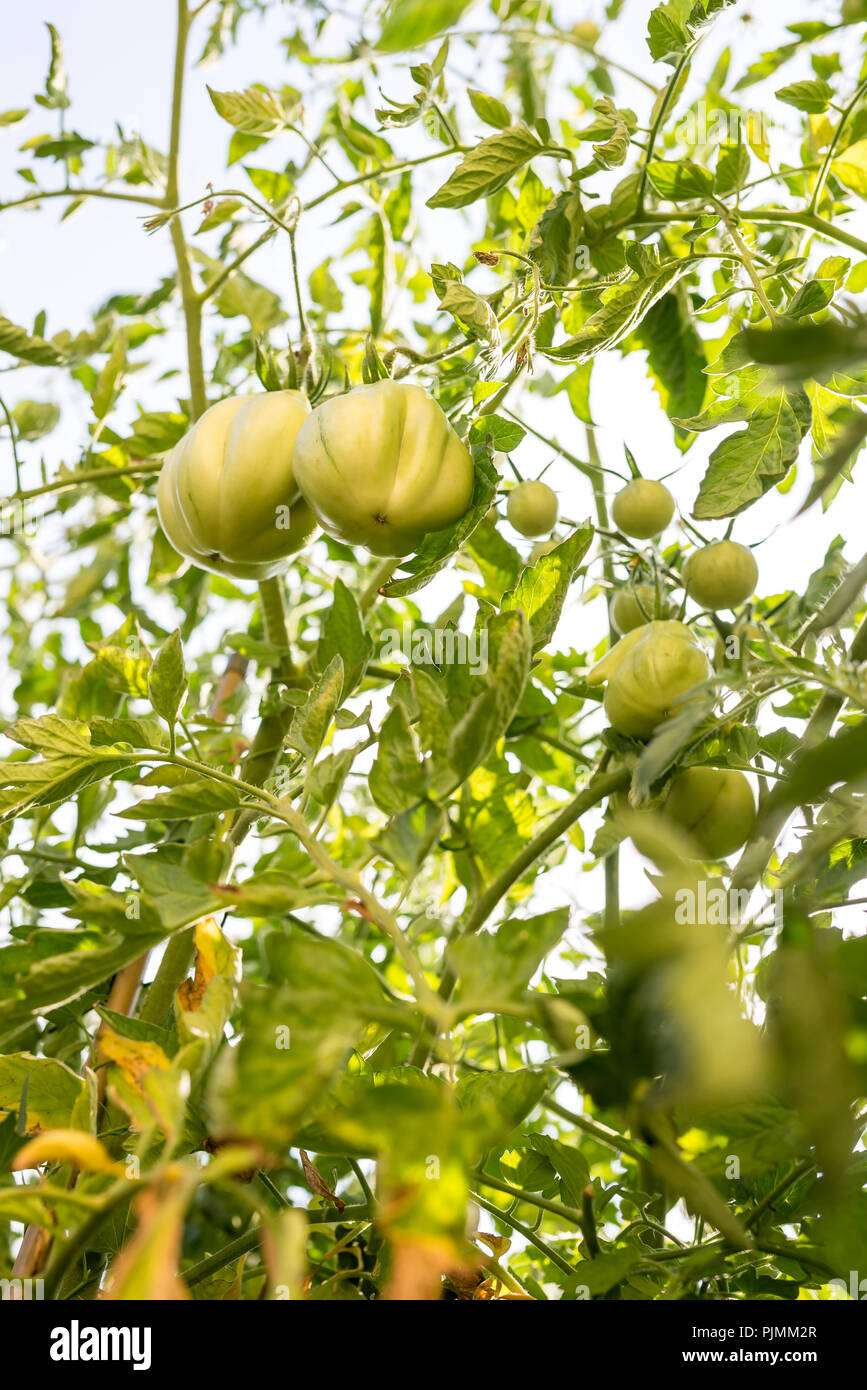Green tomatoes on branches growing in the garden Stock Photo - Alamy