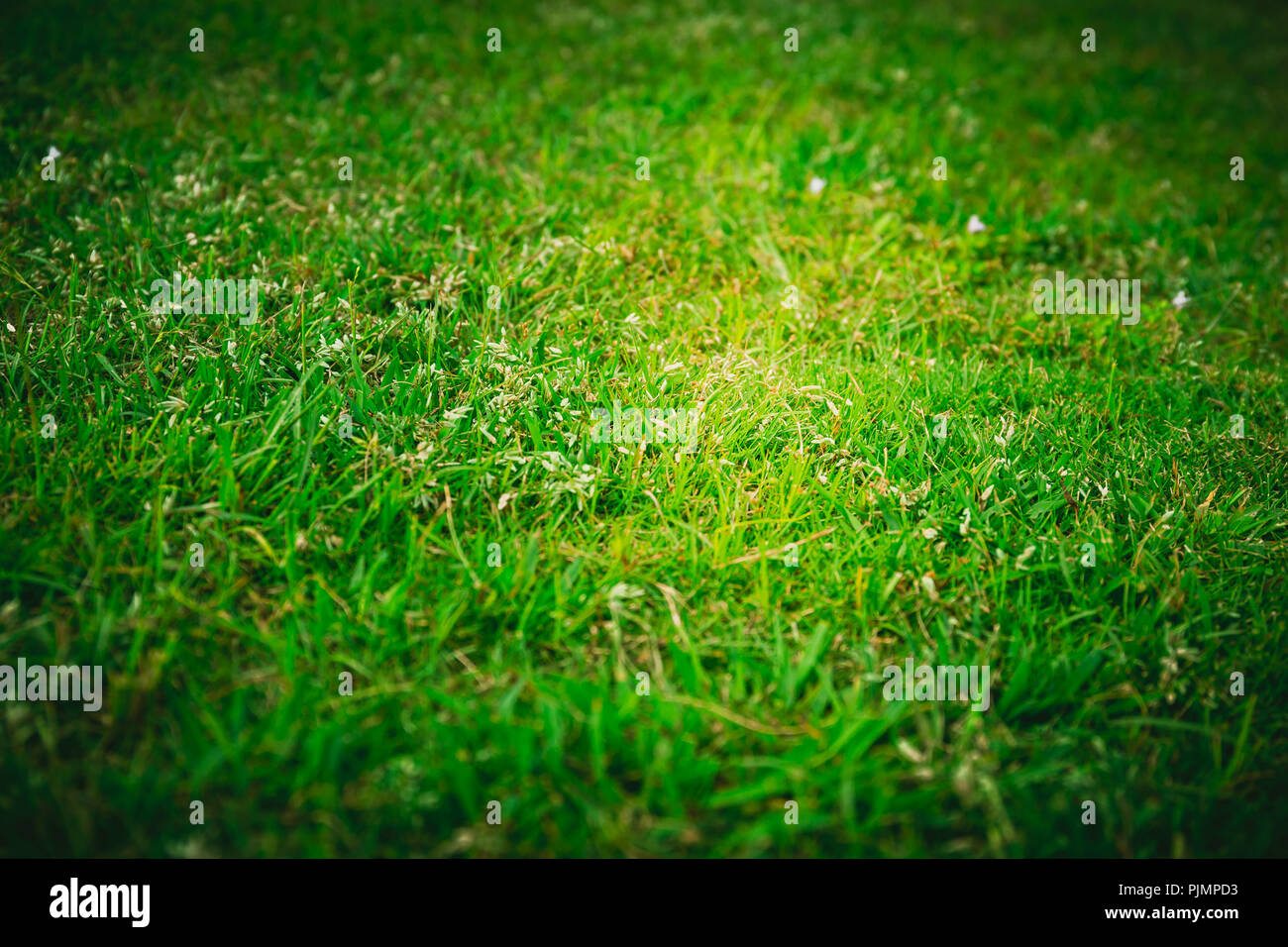 Green Grass texture Background Stock Photo - Alamy