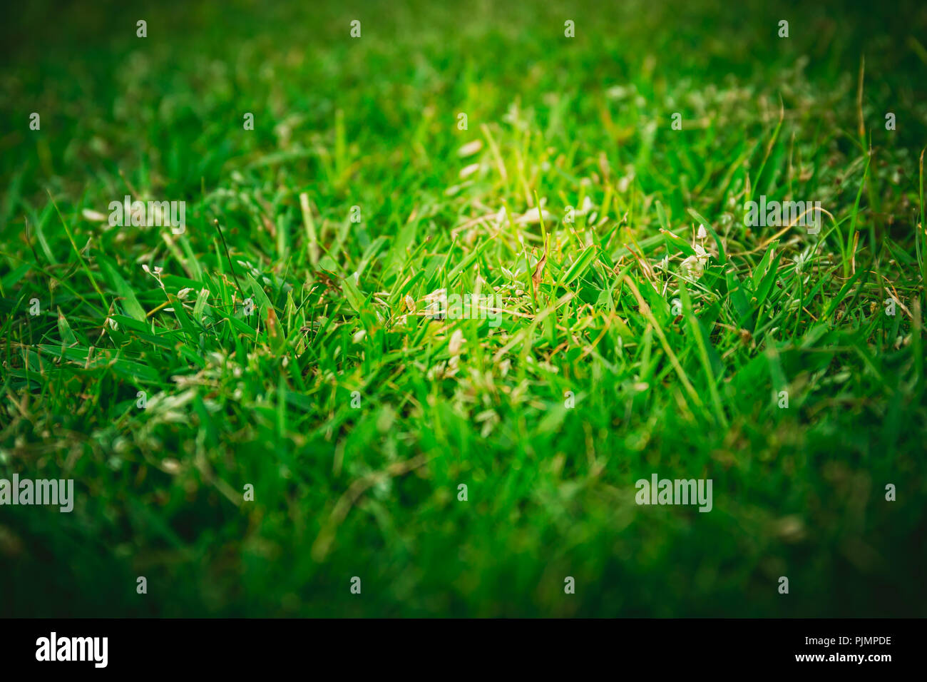 Green Grass texture Background Stock Photo - Alamy