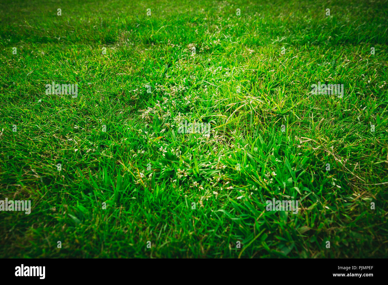 Green Grass texture Background Stock Photo - Alamy