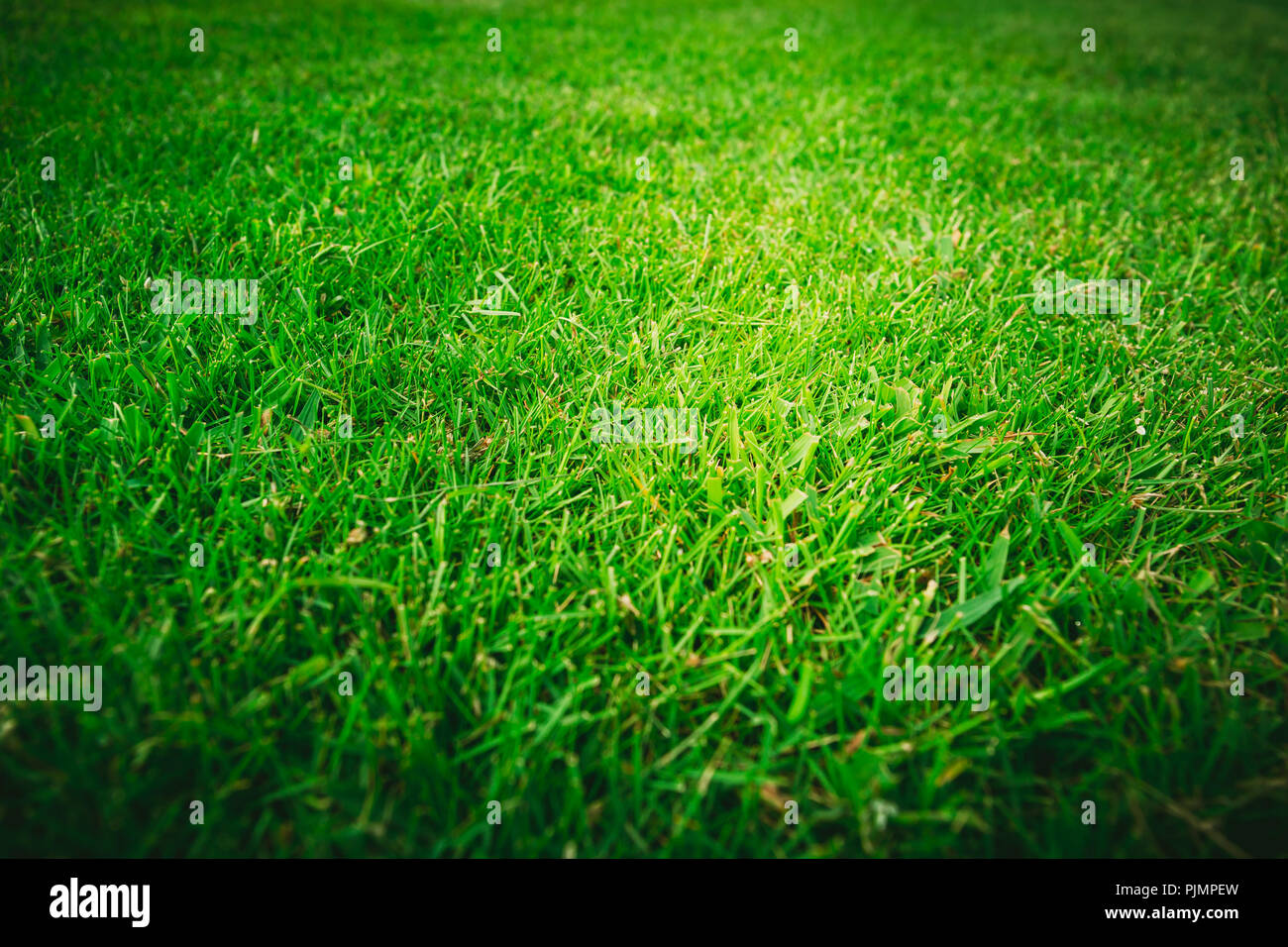 Green Grass texture Background Stock Photo - Alamy
