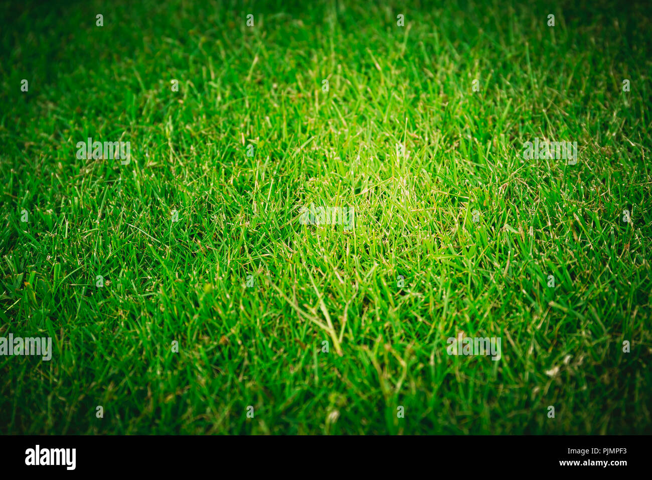 Green Grass texture Background Stock Photo - Alamy