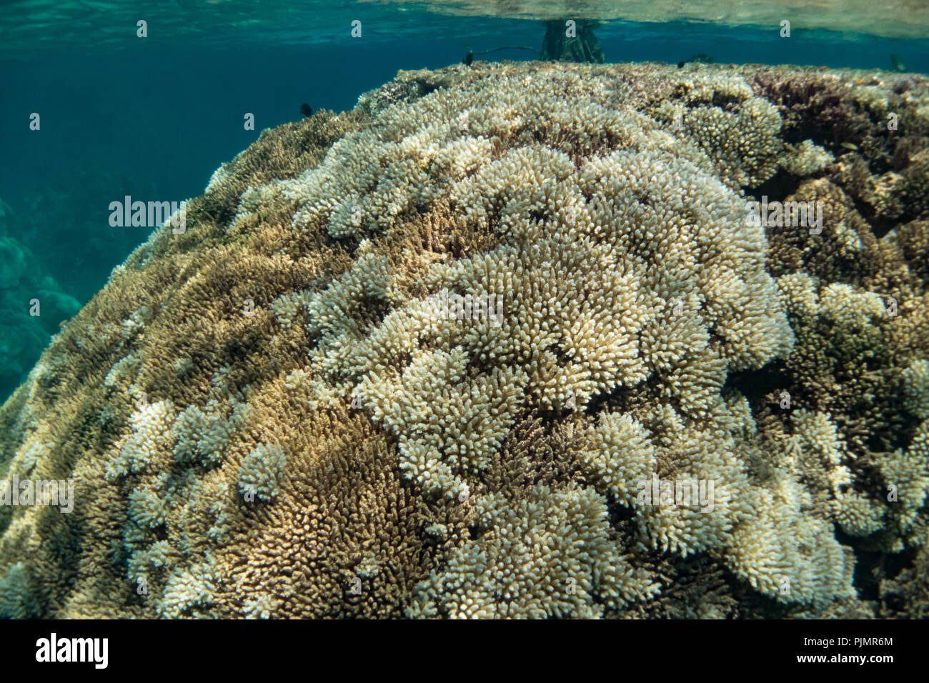 Snorkeling in the inner lagoon at Millennium atoll, showing the dead coral and Tridacna clams due to climate change and coral bleaching. Stock Photo