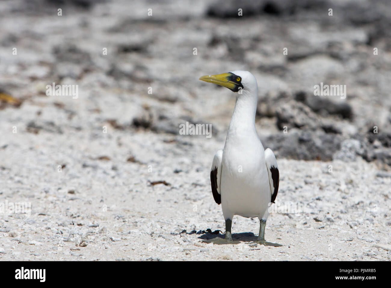A masked booby on the beach at Millennium atoll, Kiribati. Stock Photo