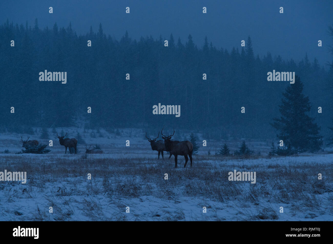 Elks on a winter morning Banff National Park Landscape Stock Photo