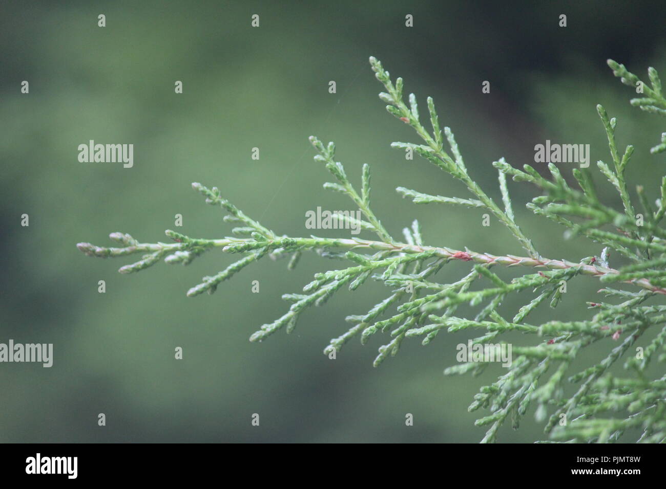 Close up of cypress branch and foliage in Queanbeyan, NSW, Australia. Stock Photo