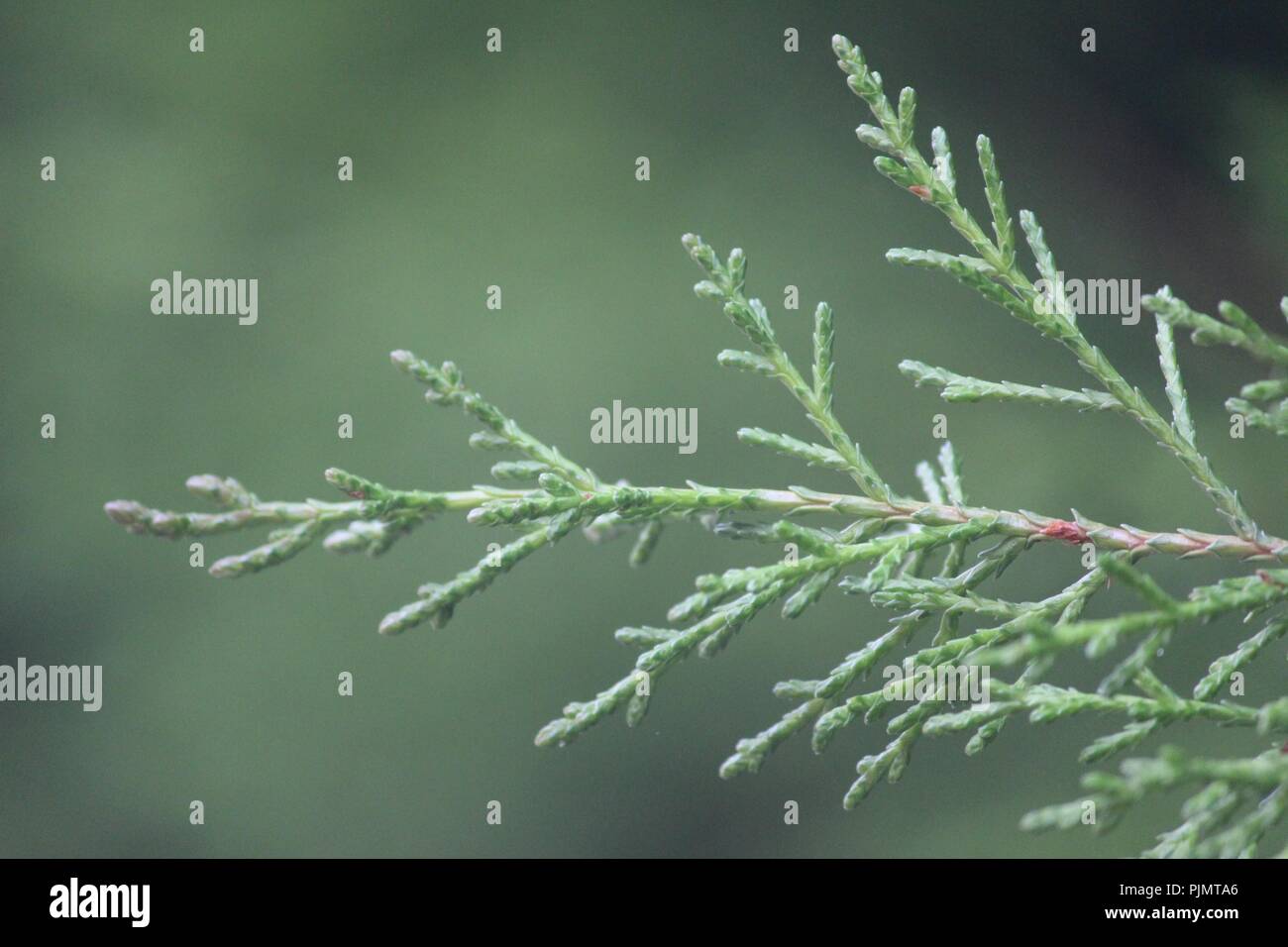 Close up of cypress branch and foliage in Queanbeyan, NSW, Australia. Stock Photo