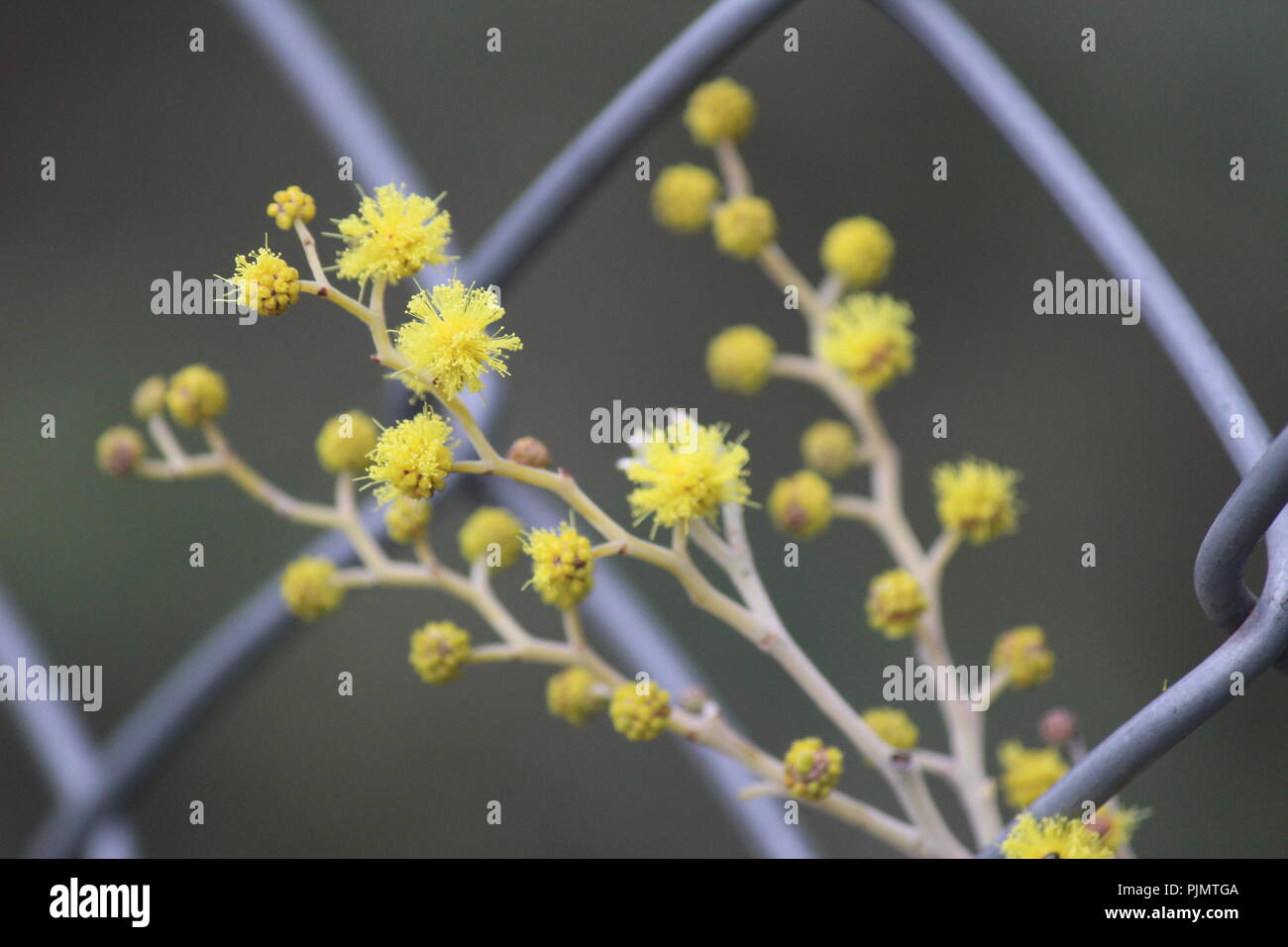 Chain link fence flowers hires stock photography and images Alamy