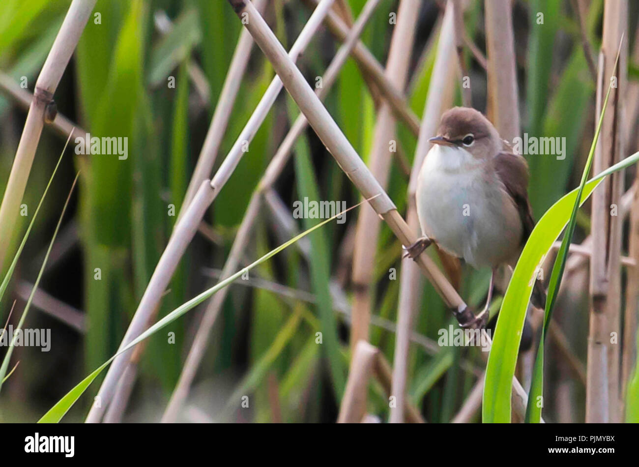 Reed Warbler Stock Photo