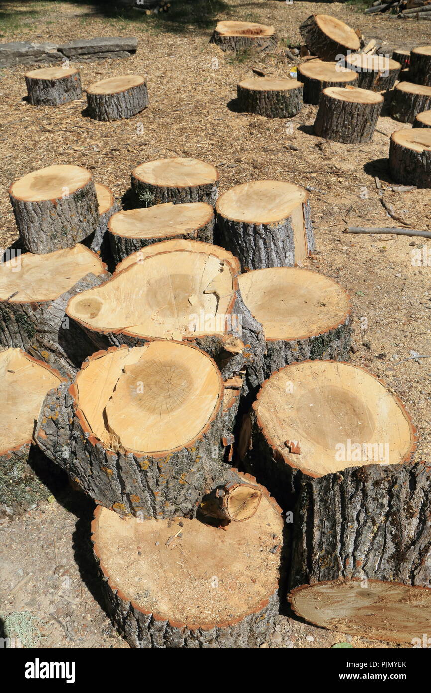 Pieces of trunks of cut trees Stock Photo Alamy