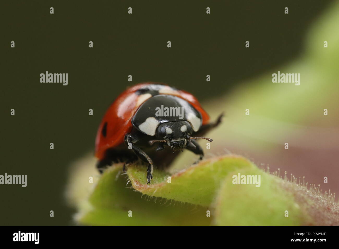 Ladybird Ladybug macro Stock Photo - Alamy