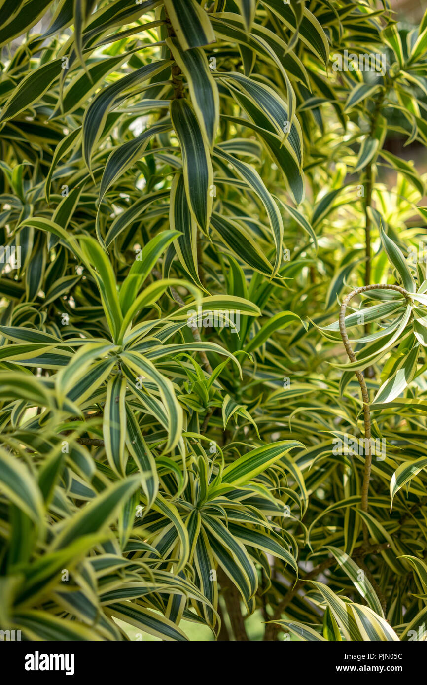 Exotic plant with yellow and green striped leaves Stock Photo Alamy