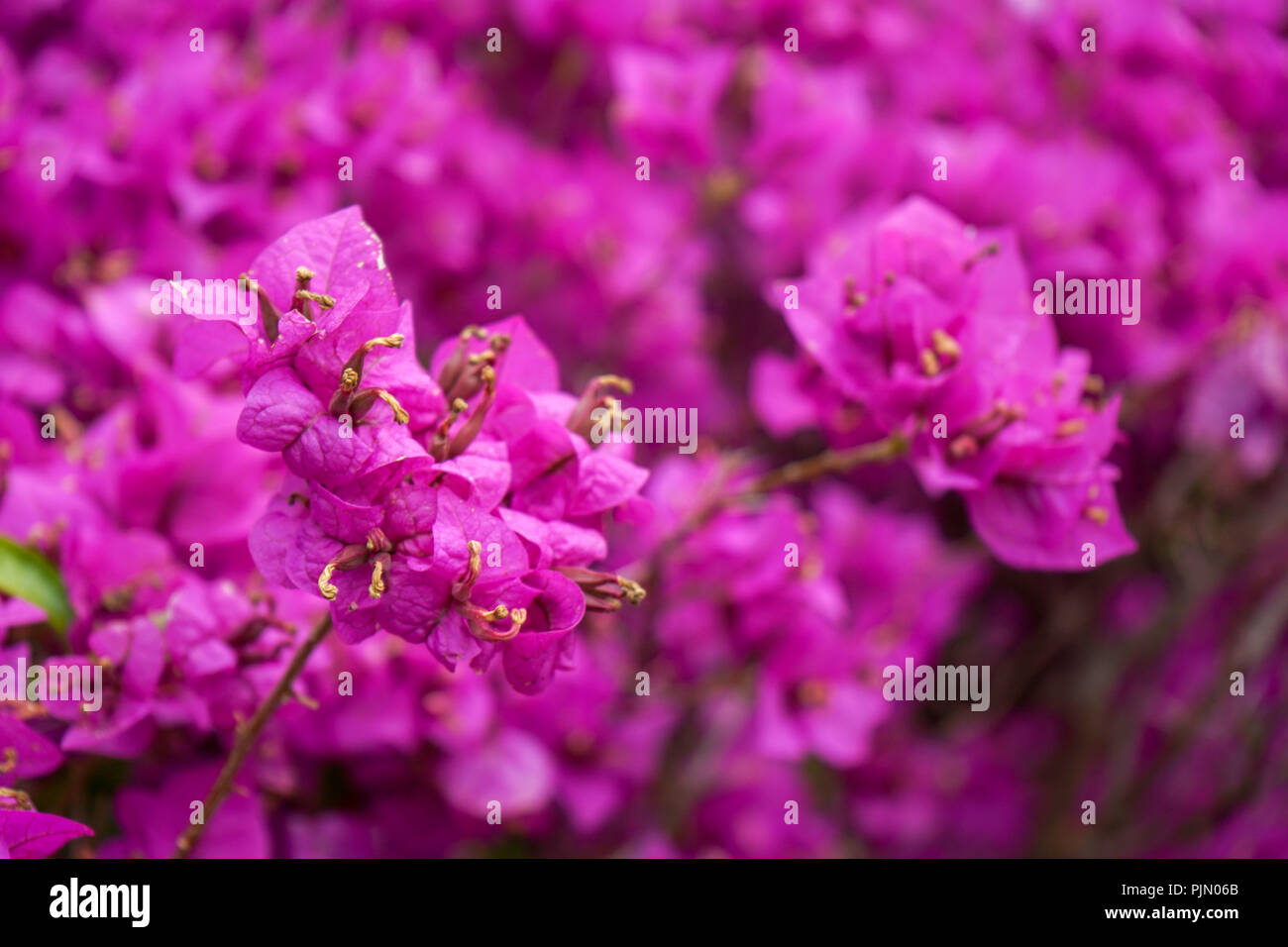 pink summer flower close up view with colorful leaves, bougainvillea nyctaginaceae Stock Photo