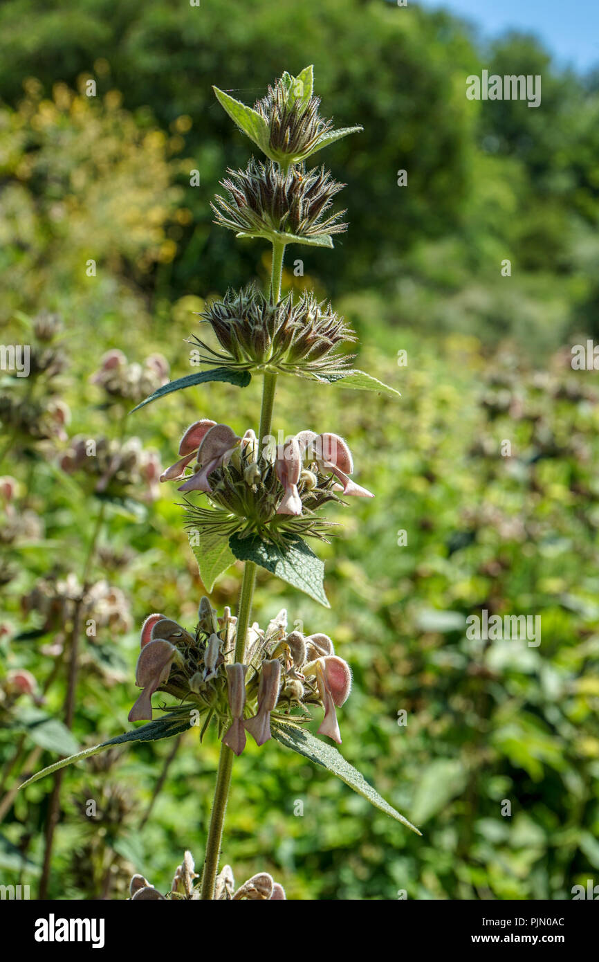 close up view of labiatae family in garden in summer time Stock Photo