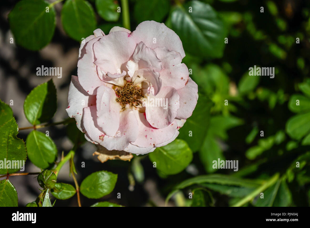 Big rambler rose hi-res stock photography and images - Alamy
