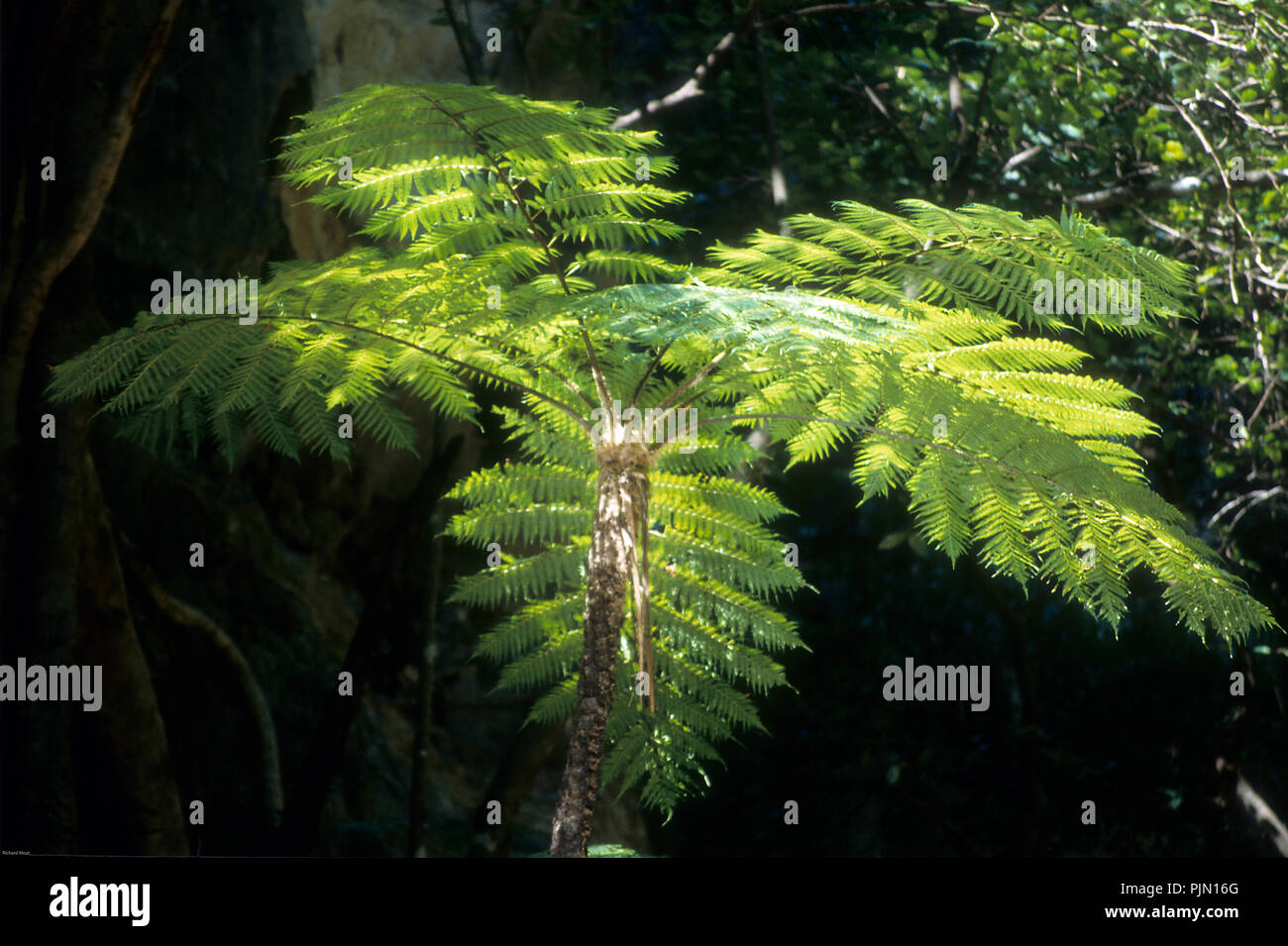 A tree fern's fronds caught in bright sunlight Stock Photo