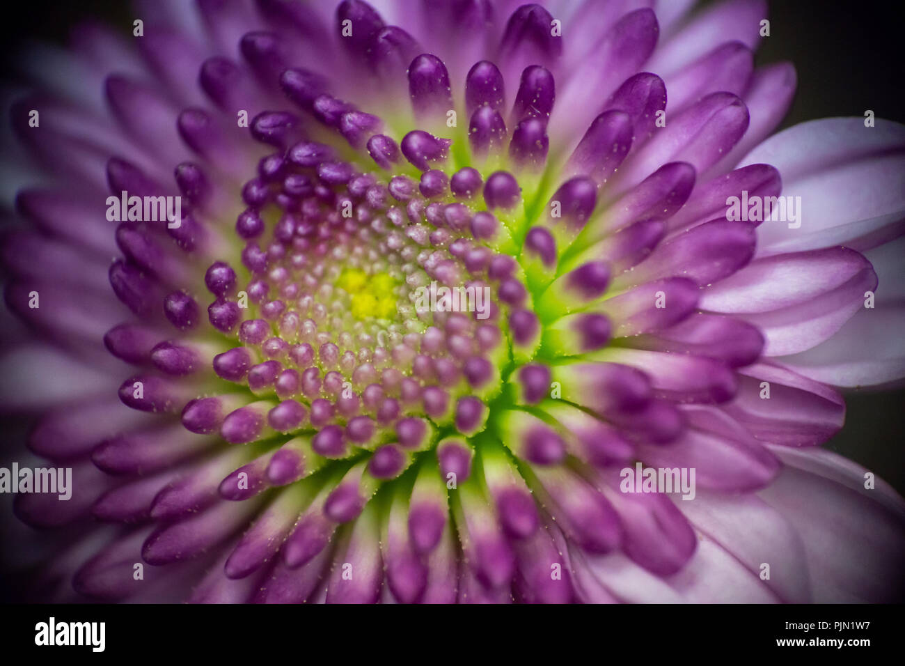 Purple and green chrysanthemum mum blooming Stock Photo