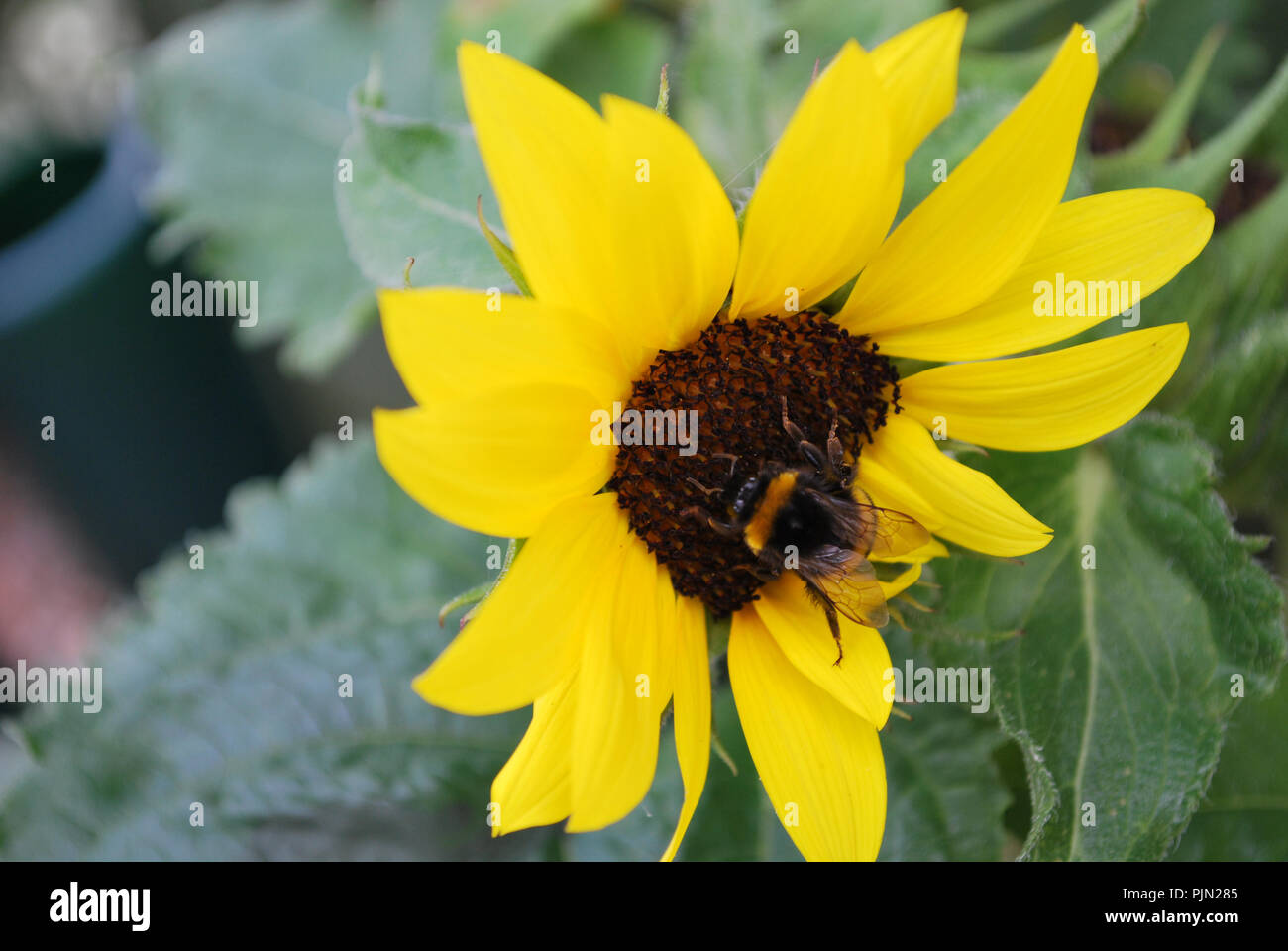 bumble bee lands on sunflower Stock Photo