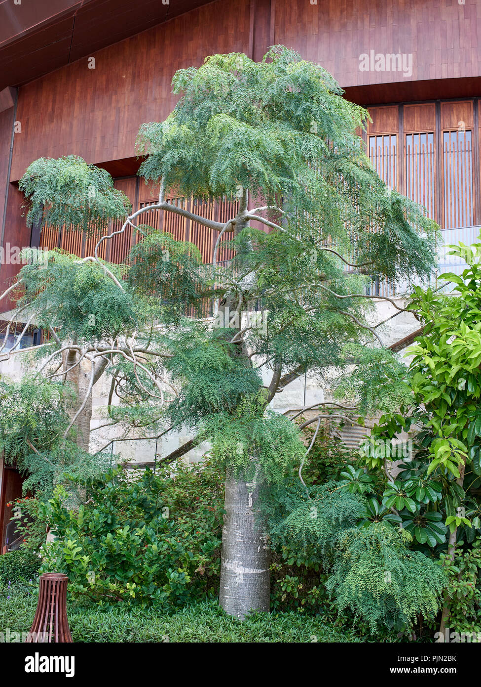 Bottle tree, Moringa drouhardii - native of Madagascar, but here cultvated in a garden Stock Photo