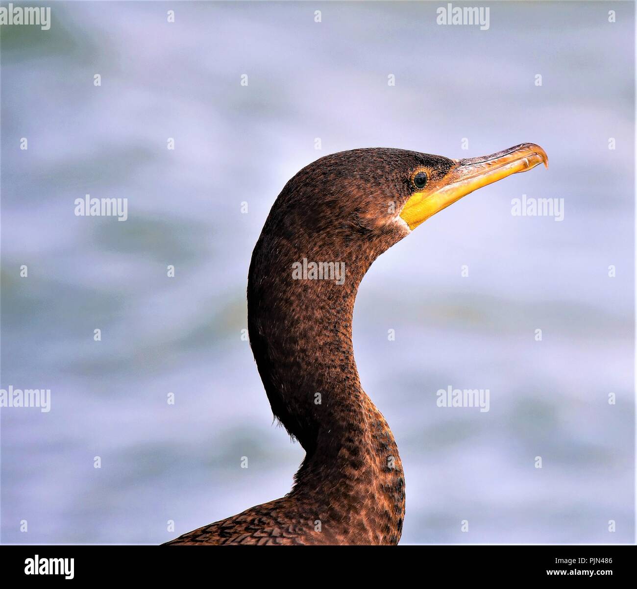 Portrait of a cormorant on Lake Monteverdi, in Costa Rica Stock Photo