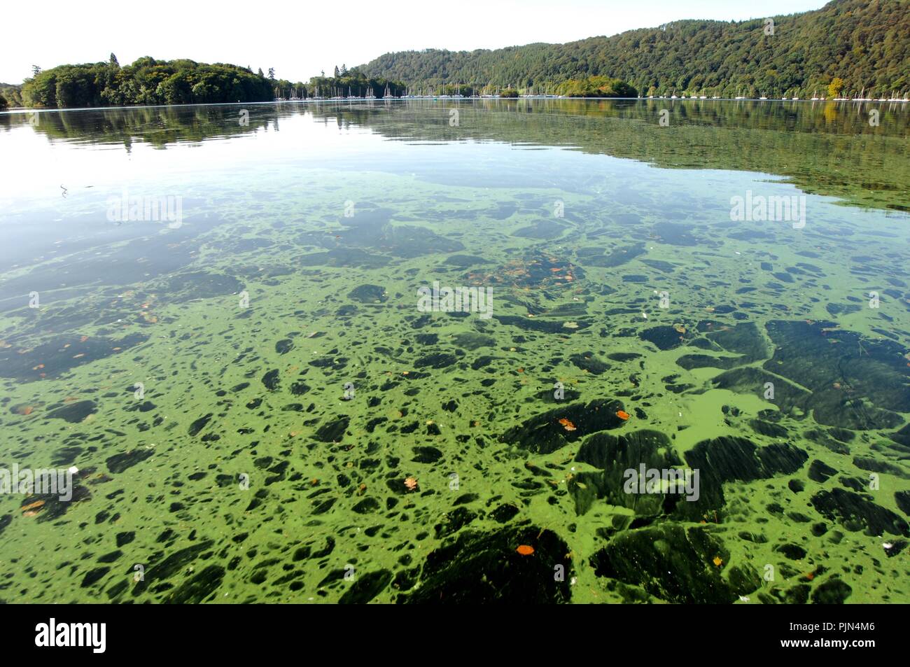 Blue/green algae on Lake Windermere Stock Photo