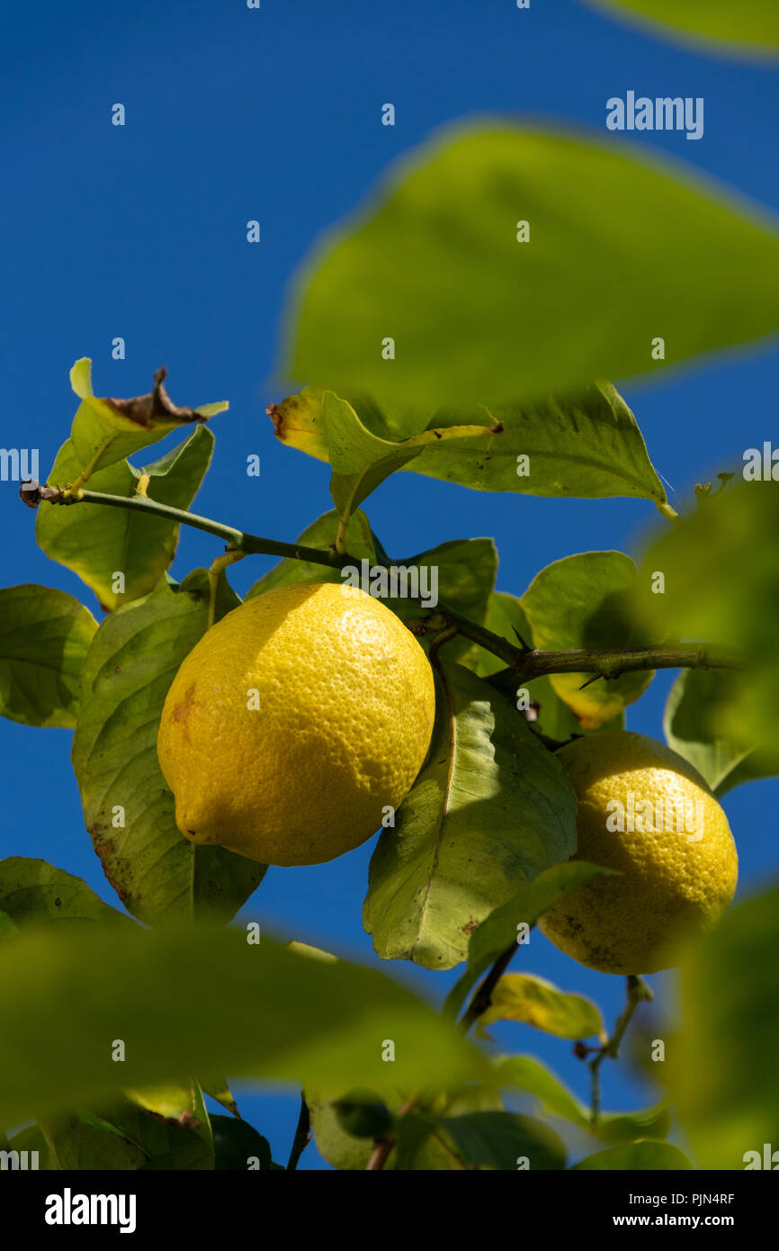 Ripe lemons still on the tree Stock Photo