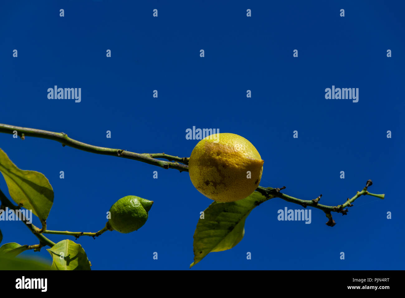 Single Garey's Eureka lemon on a branch with sky behind Stock Photo