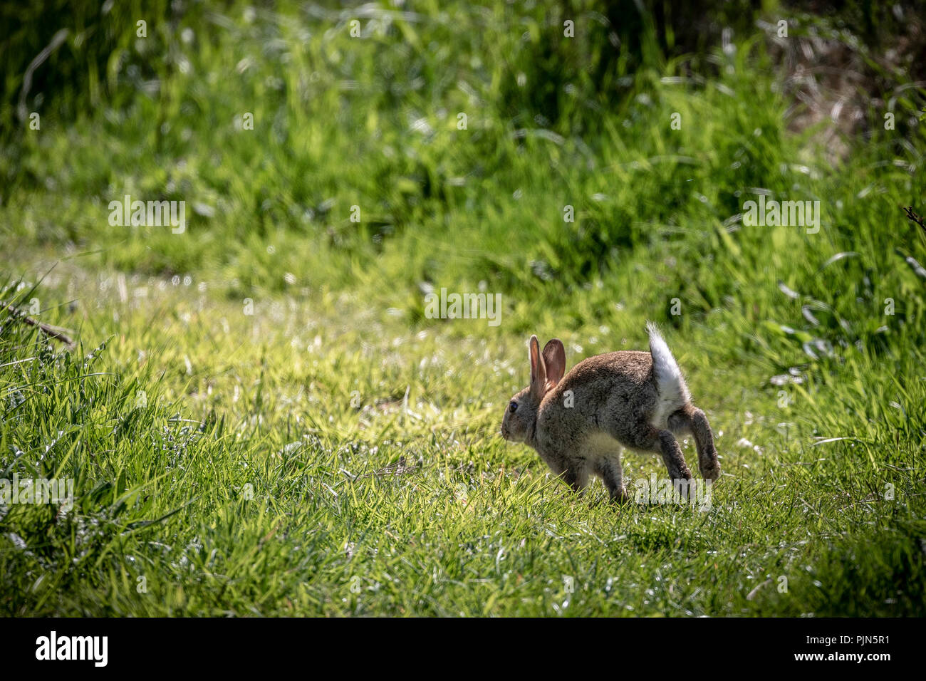 Rabbit running away across grass. Stock Photo