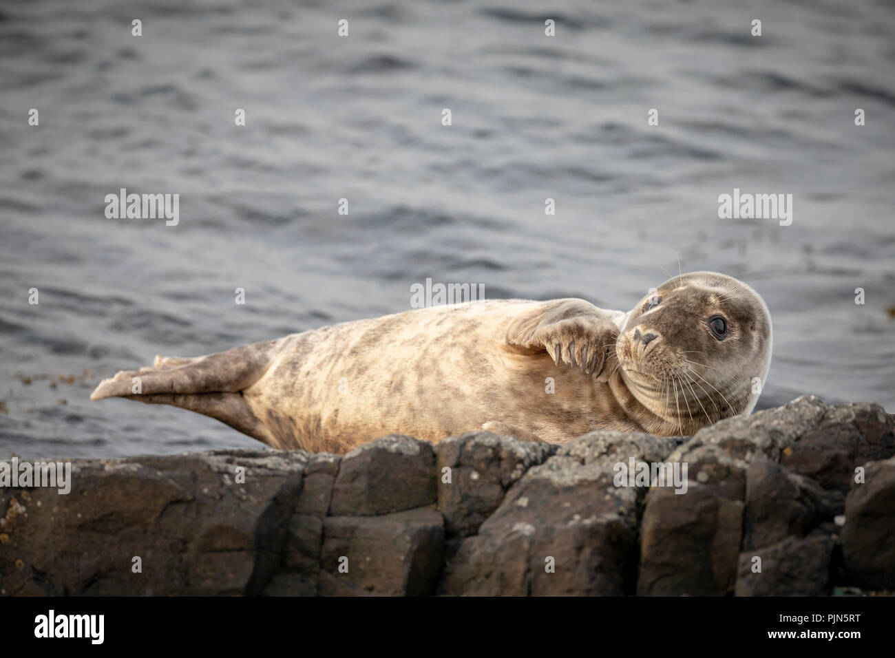 Seal resting on rocks, Farne Islands, Northumberland, England. Stock Photo