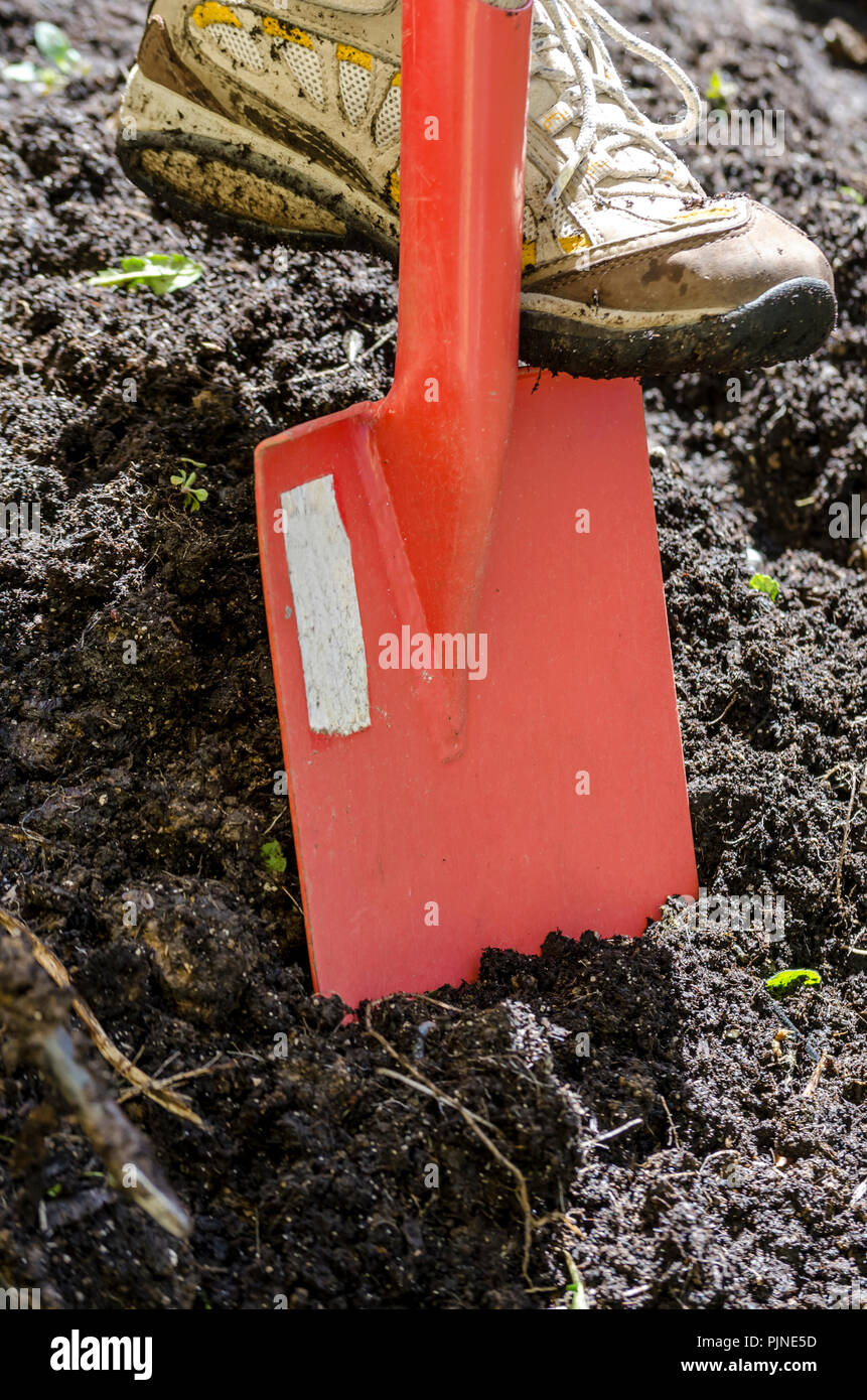 Close up of digging spring soil with red shovel preparing it for new ...