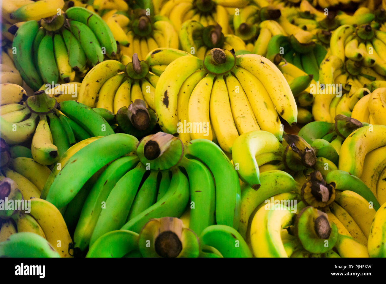 Green and yellow banana bunch together.select focus yellow banana. Stock Photo