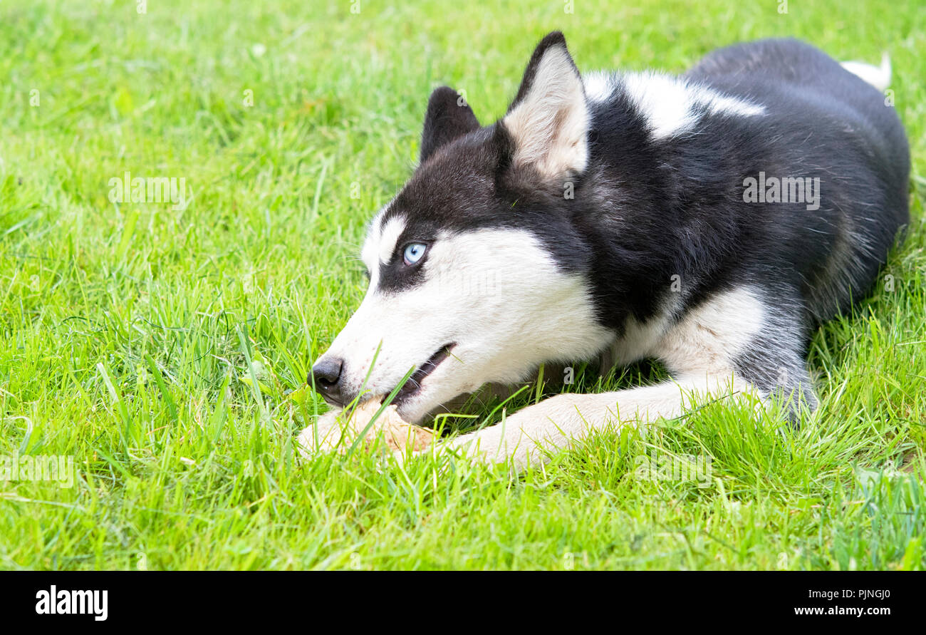 Cute siberian husky puppy play toy on grass. Cute dog Stock Photo - Alamy