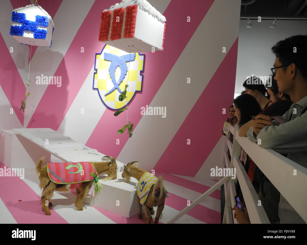 Nigerian Dwarf Goats Stock Photos & Nigerian Dwarf Goats Stock Images