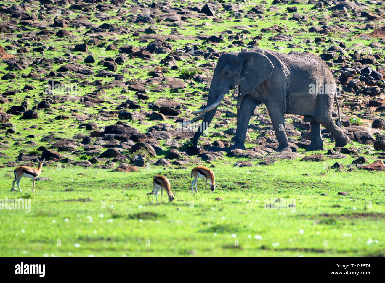 Gazelle leg hi-res stock photography and images - Alamy