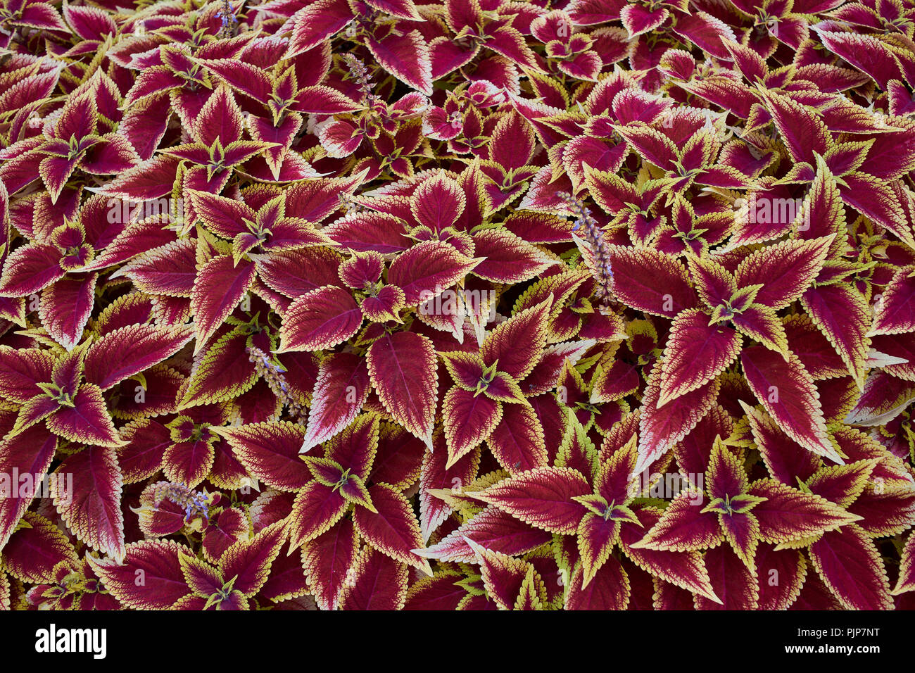 Coleus blumei hi-res stock photography and images - Alamy