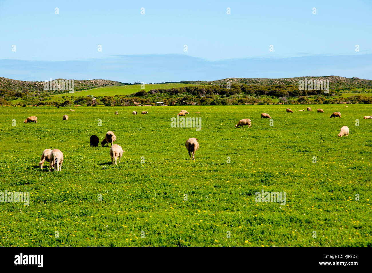 Sheep Pasture - Mid West - Western Australia Stock Photo
