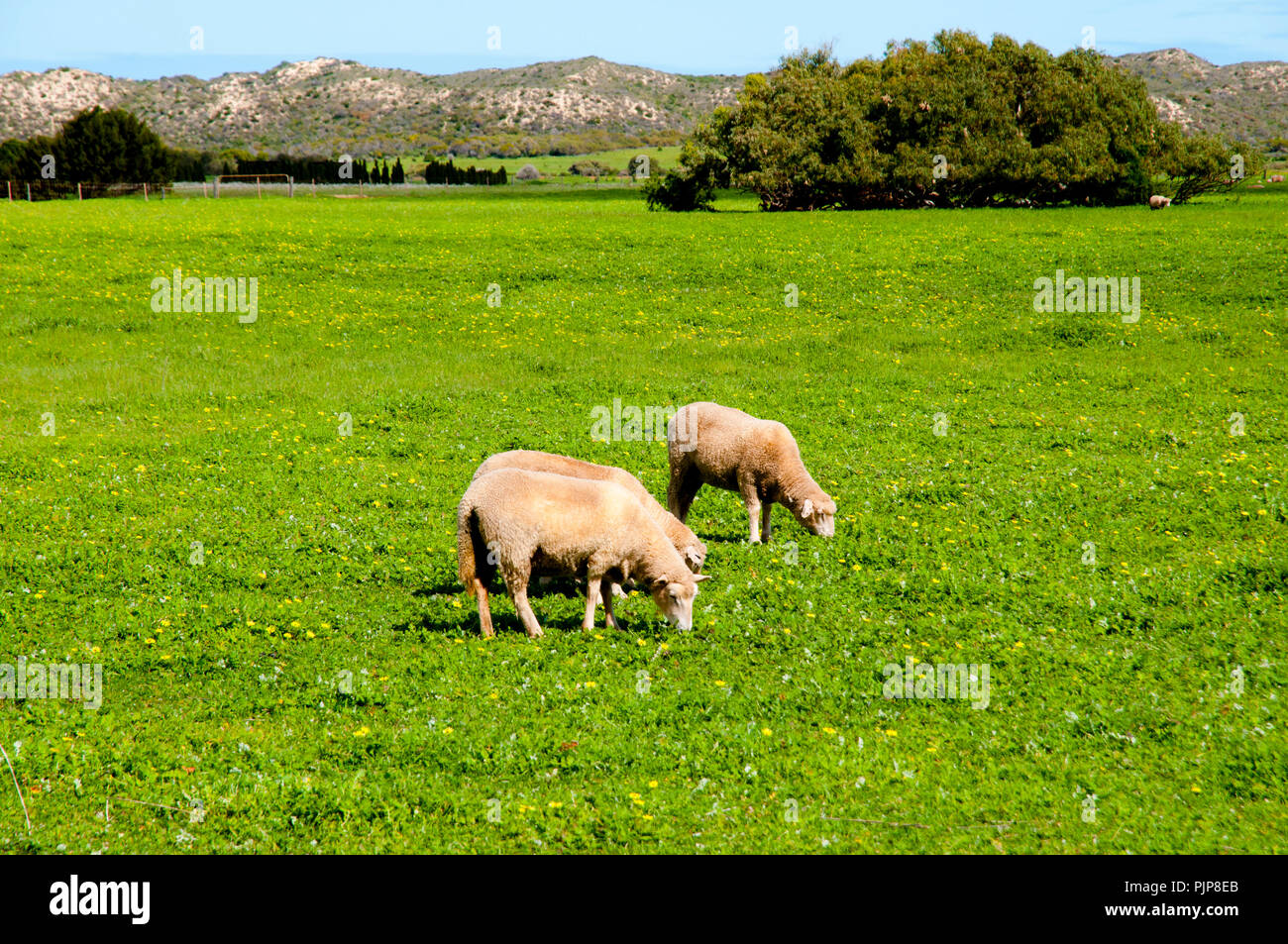 Sheep Pasture - Mid West - Western Australia Stock Photo