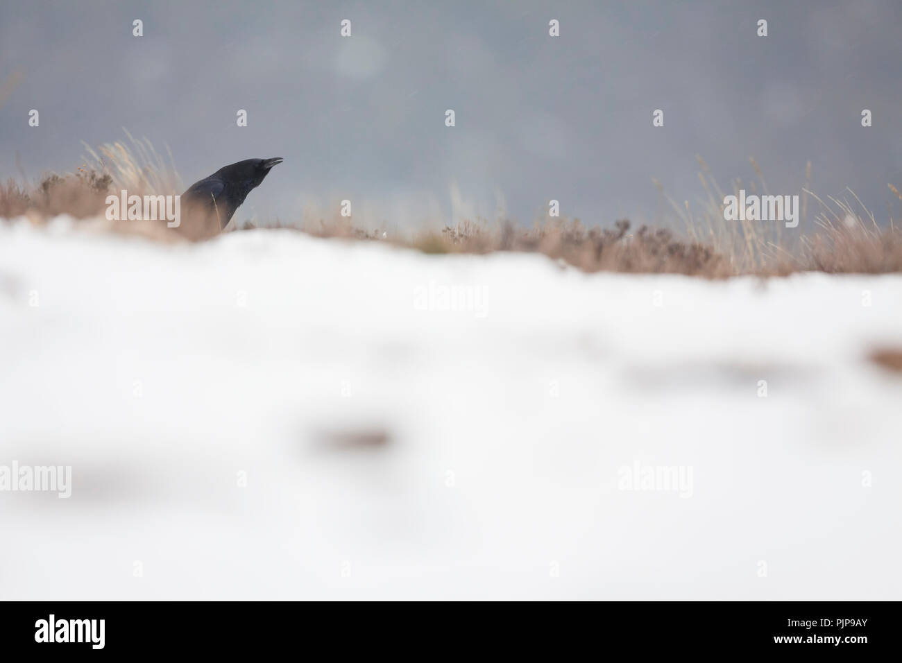 Carrion Crow (Corvus corone) perched on ground calling in a snow shower. Pyrenees. Lleida province. Catalonia. Spain. Stock Photo