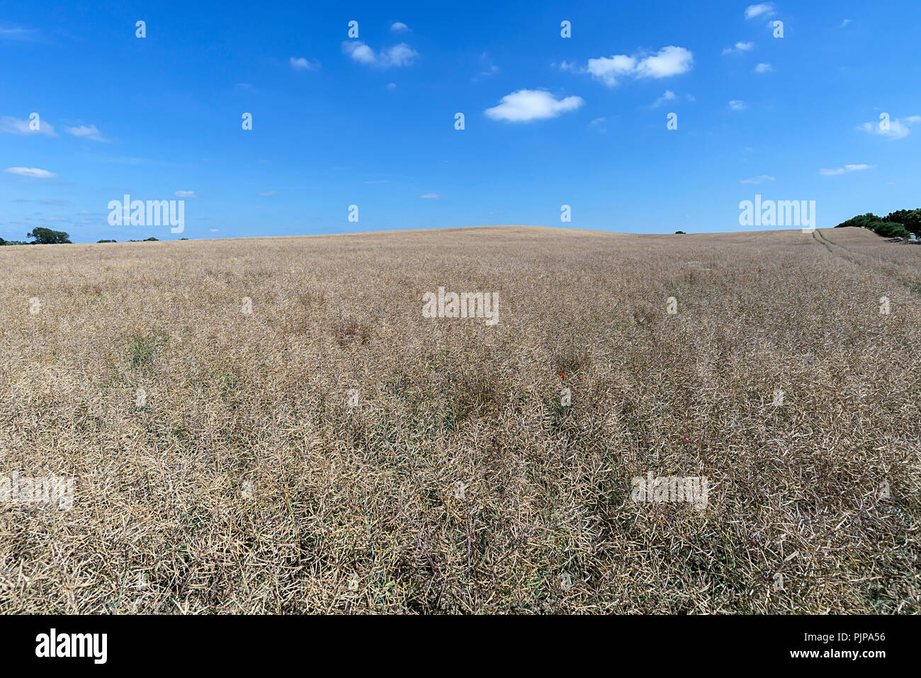 ripe-rape-field-brassica-napus-blue-sky-germany-stock-photo-alamy