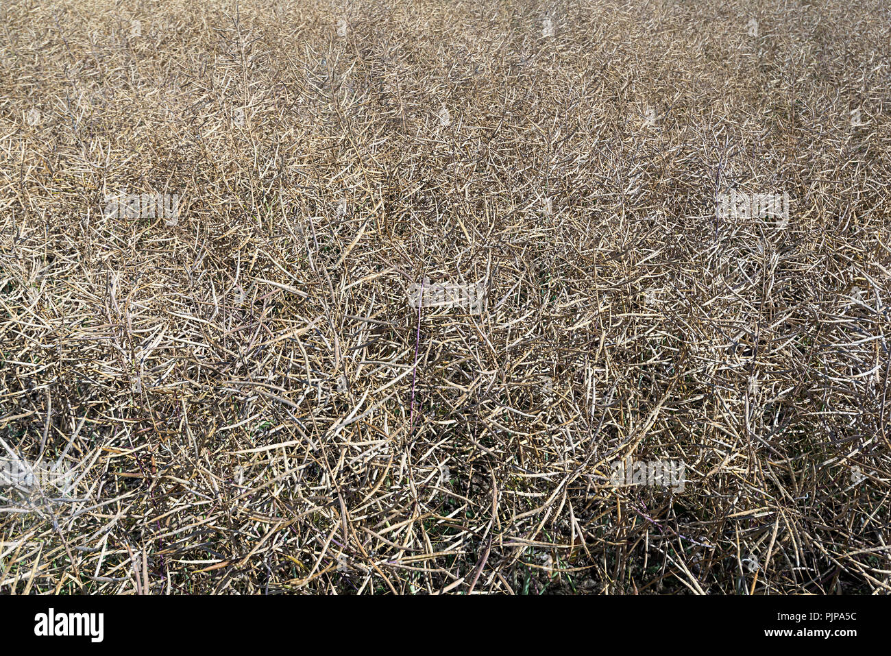 ripe-rape-field-brassica-napus-background-image-germany-stock-photo
