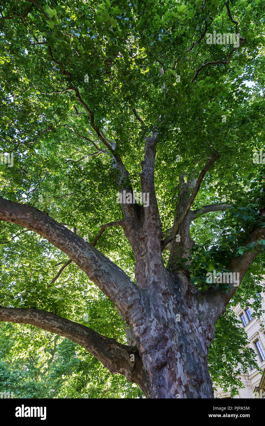 Maple-leaved plane tree (Platanus × hispanica), Mecklenburg-Western Pomerania, Germany Stock Photo