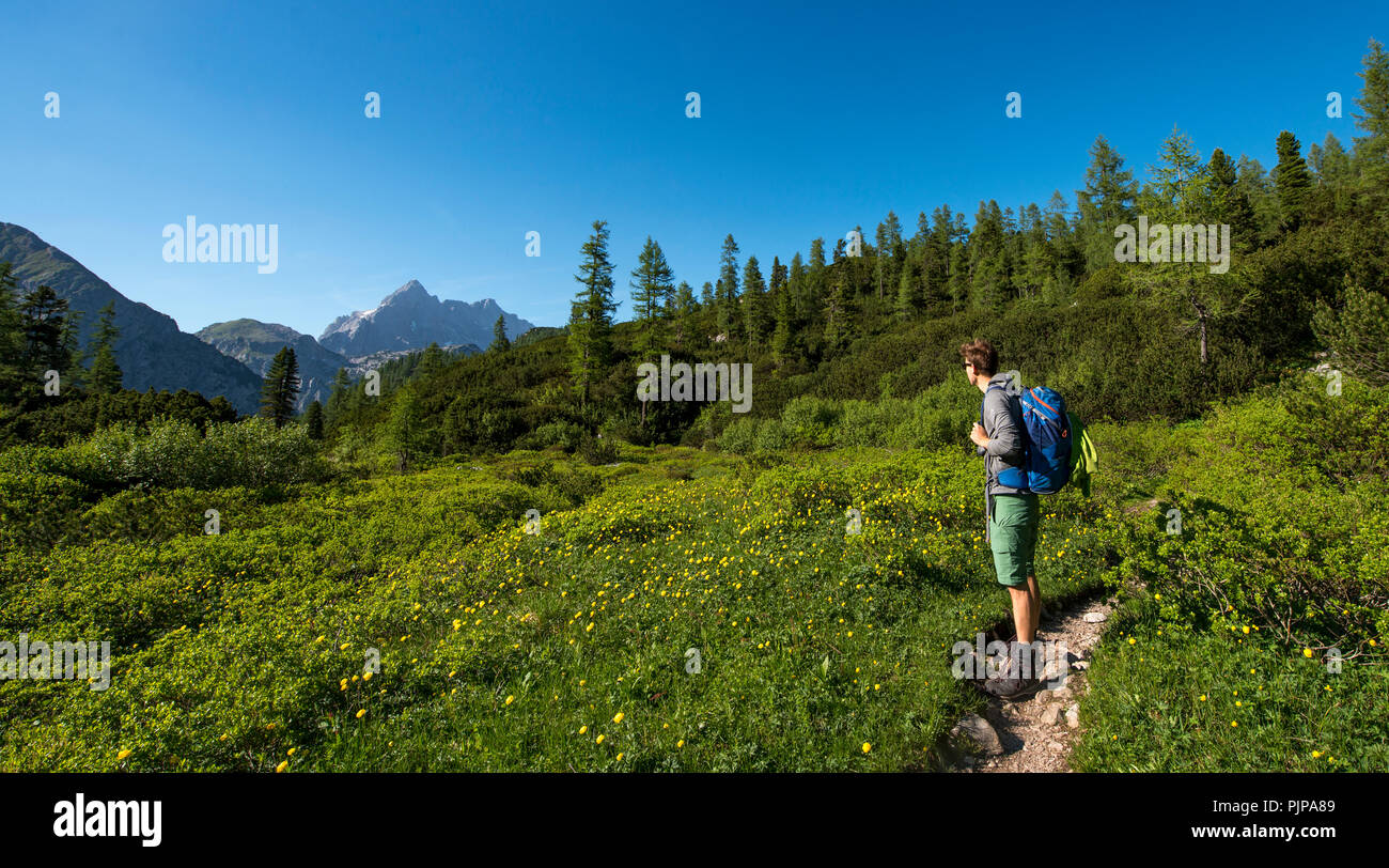 Hiker on hiking trail with flower meadow, behind Watzmann massif