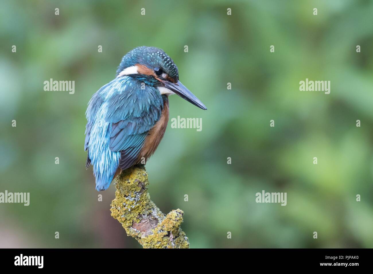 Common kingfisher (Alcedo atthis), male, on hide, Hesse, Germany Stock Photo