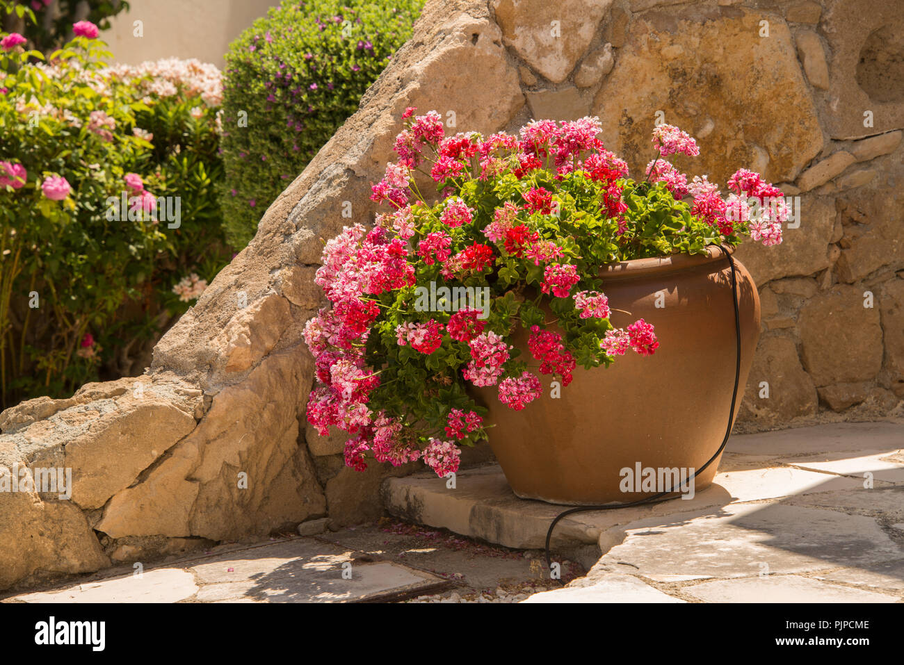 Large container of trailing Gerainiums. Stock Photo