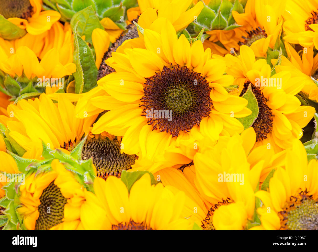 Yellow sunnflowers in a flower bed of a garden Stock Photo - Alamy