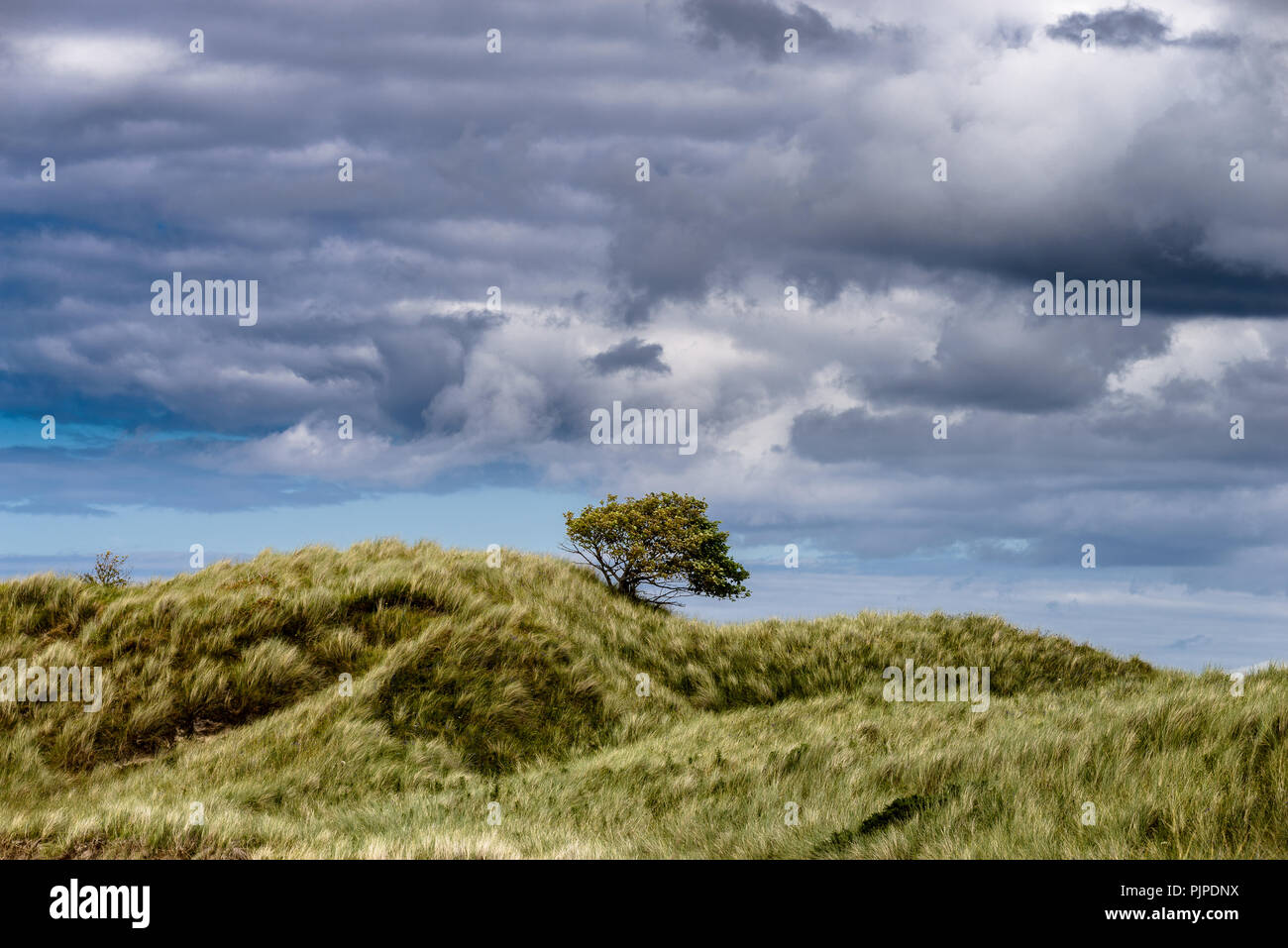 Lonely tree between hills and stormy clouds in the sky Stock Photo - Alamy