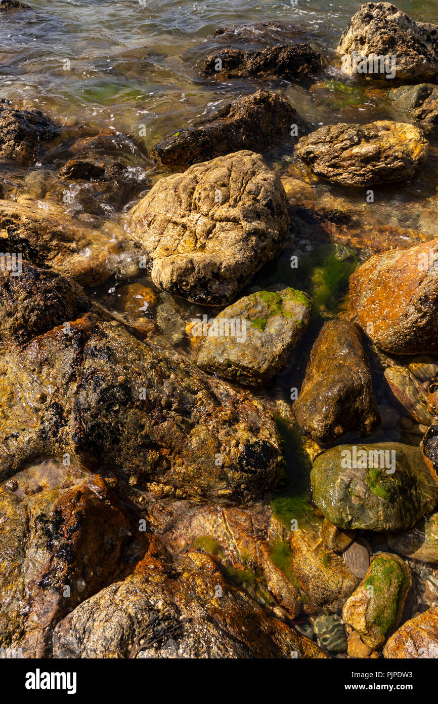 Molluscs on rocks on the seashore at Ynys-y-Fydlyn, Anglesey, North Wales Stock Photo