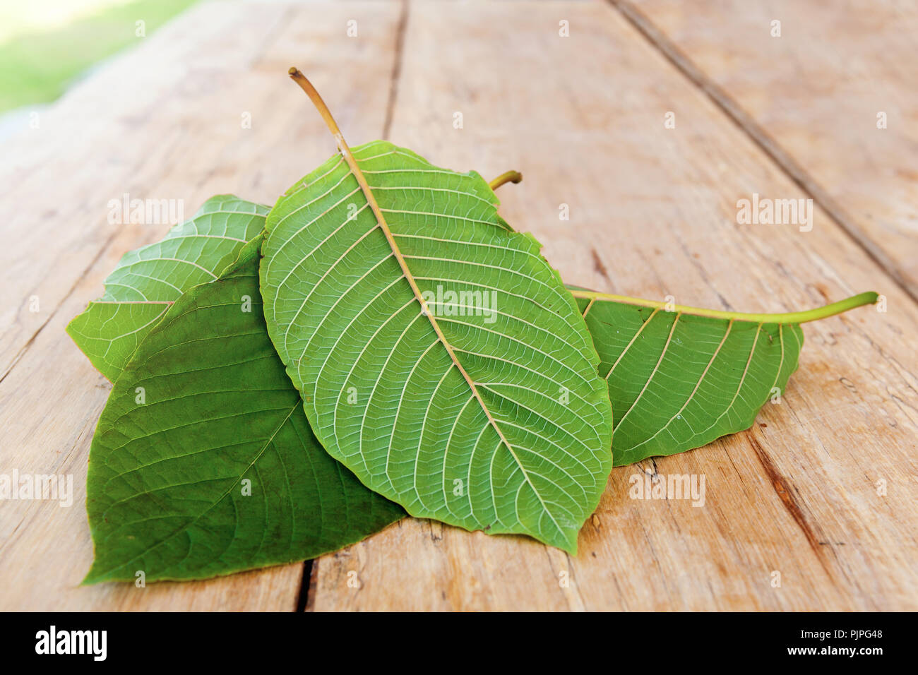 Mitragyna speciosa leaves on wooden table. Natural medicinal plant. Stock Photo